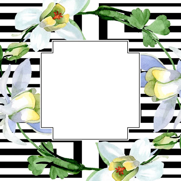 White aquilegia flowers. Frame border ornament square. Watercolor background illustration. Beautiful aquilegia flowers drawing in aquarelle style. — Stock Photo