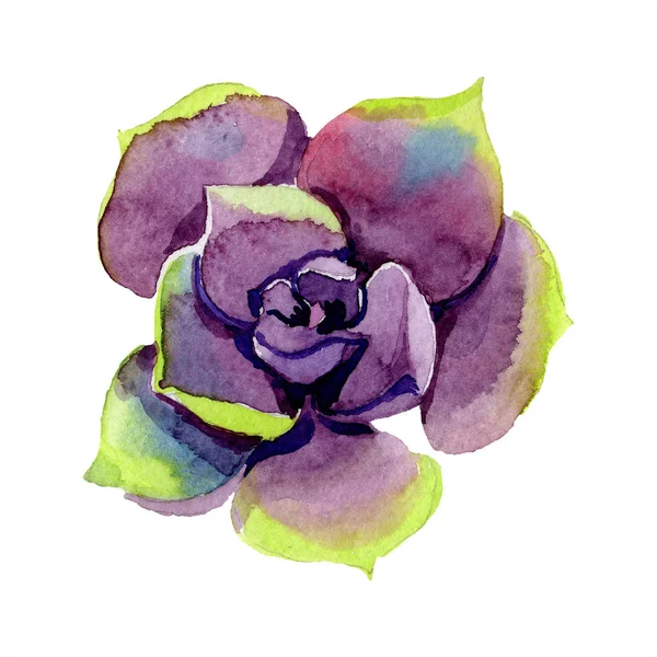 Incroyable succulent. Illustration de fond aquarelle. Aquarelle dessin à la main isolé plante succulente . — Photo de stock