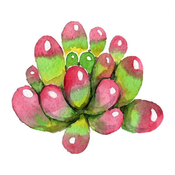 Incrível suculento. ilustração fundo aquarela. Aquarelle mão desenho isolado planta suculenta . — Fotografia de Stock