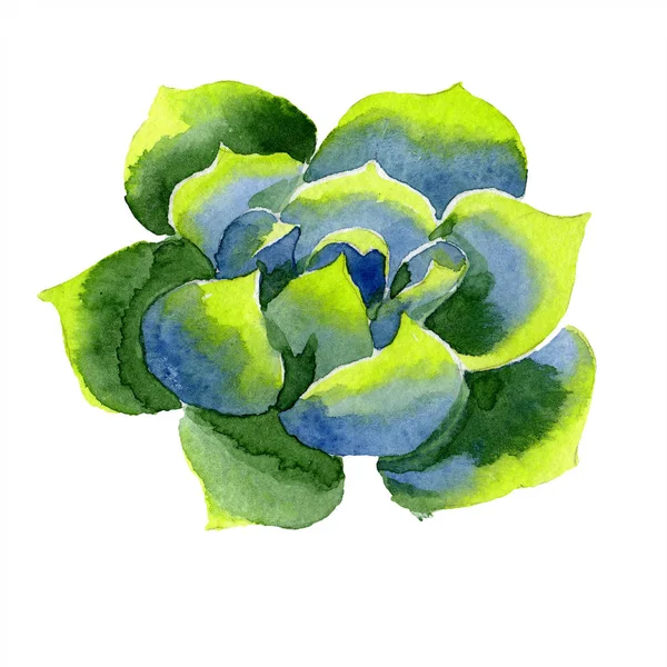 Amazing succulent. Watercolor background illustration. Aquarelle hand drawing isolated succulent plant. — Stock Photo