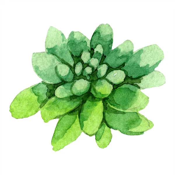 Amazing succulent. Watercolor background illustration. Aquarelle hand drawing isolated succulent plant. — Stock Photo