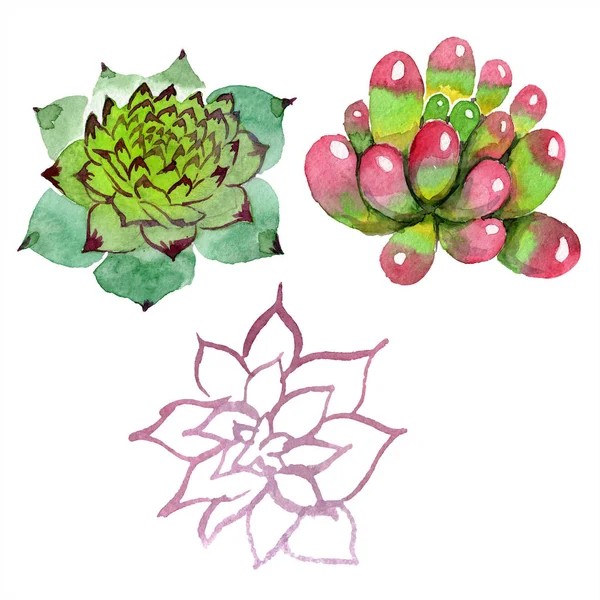 Amazing succulents. Watercolor background illustration. Aquarelle hand drawing isolated succulent plants. — Stock Photo