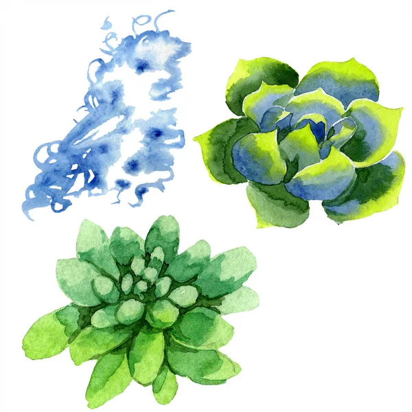 Incredibili succulente. Illustrazione acquerello sfondo. Aquarelle mano disegno isolato piante succulente e spot . — Foto stock