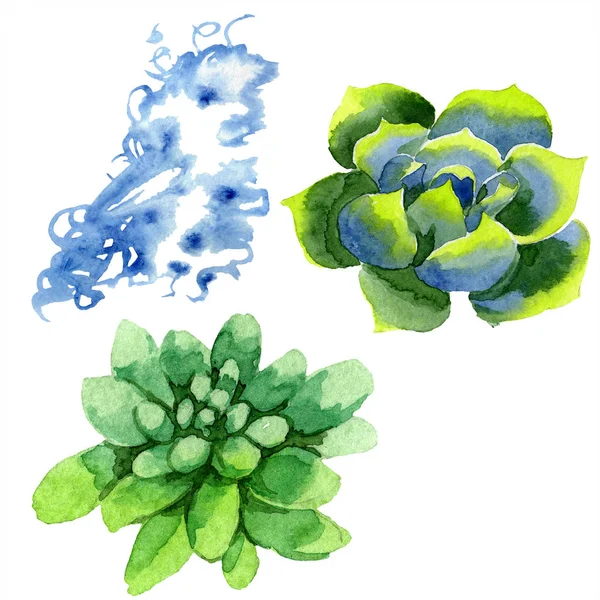 Amazing succulents. Watercolor background illustration. Aquarelle hand drawing isolated succulent plants and spot. — Stock Photo