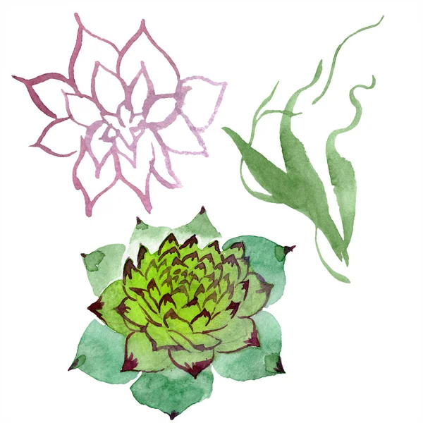 Incroyables succulents. Illustration de fond aquarelle. Aquarelle dessin à la main plantes succulentes isolées . — Photo de stock