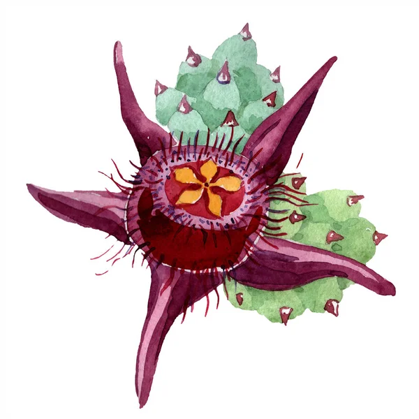 Duvalia квітка. Ізольованих duvalia елемент ілюстрації. Акварель фон ілюстрації. Aquarelle боку звернено соковитих. — стокове фото