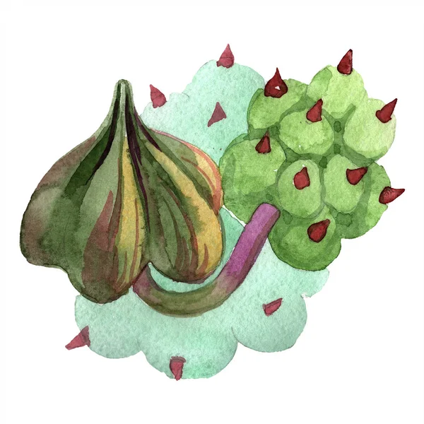 Flor de Duvalia. Elemento de ilustración de duvalía aislada. Ilustración de fondo acuarela. Aquarelle dibujado a mano suculenta . — Stock Photo