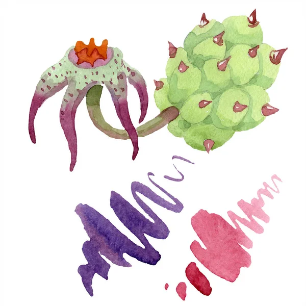 Duvalia flower. Isolated duvalia illustration element. Watercolor background illustration. Aquarelle hand drawing isolated succulent and stains. — Stock Photo