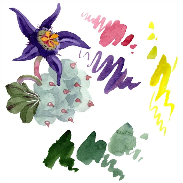 Flor Duvalia. Isolado elemento de ilustração duvalia. ilustração fundo aquarela. Aquarelle mão desenho isolado suculento e manchas . — Fotografia de Stock