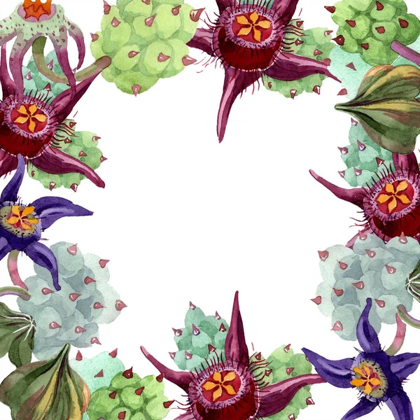 Duvalia fleurs. Illustration de fond aquarelle. Cadre carré floral. Aquarelle dessin à la main plantes succulentes . — Photo de stock