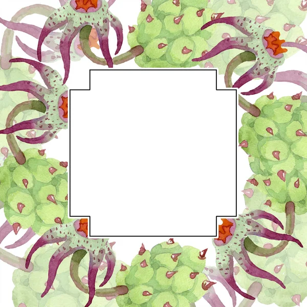 Duvalia-Blumen. Aquarell-Hintergrundillustration. geometrischer Rahmen quadratisch. Aquarell-Handzeichnung saftig. — Stockfoto
