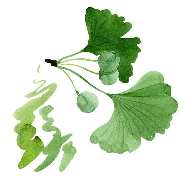 Grüner Ginkgo biloba mit isolierten Blättern auf weißem Grund. Aquarell Ginkgo Biloba Zeichnung isoliertes Illustrationselement. — Stockfoto