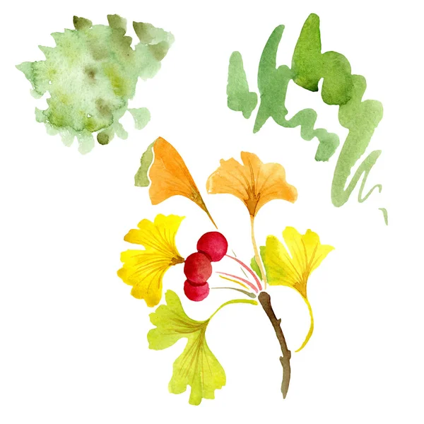 Ginkgo biloba verde com folhas isoladas em branco. Aquarela ginkgo biloba desenho isolado ilustração elemento . — Fotografia de Stock
