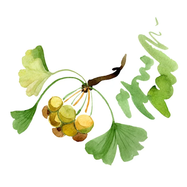 Ginkgo biloba verde con foglie isolate su bianco. Acquerello ginkgo biloba disegno isolato elemento illustrazione . — Foto stock