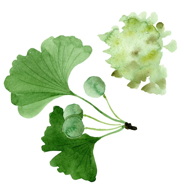 Green ginkgo biloba with leaves isolated on white. Watercolour ginkgo biloba drawing isolated illustration element. — Stock Photo