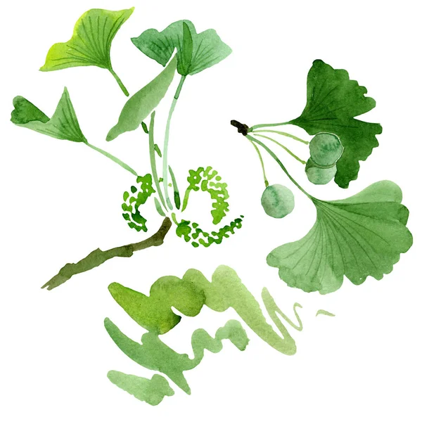 Grüner Ginkgo biloba mit isolierten Blättern auf weißem Grund. Aquarell Ginkgo Biloba Zeichnung isoliertes Illustrationselement. — Stockfoto