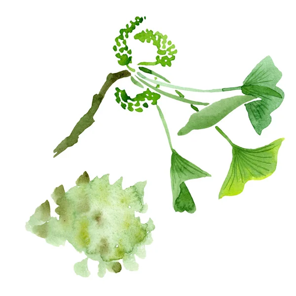 Ginkgo biloba verde com folhas isoladas em branco. Aquarela ginkgo biloba desenho isolado ilustração elemento . — Fotografia de Stock