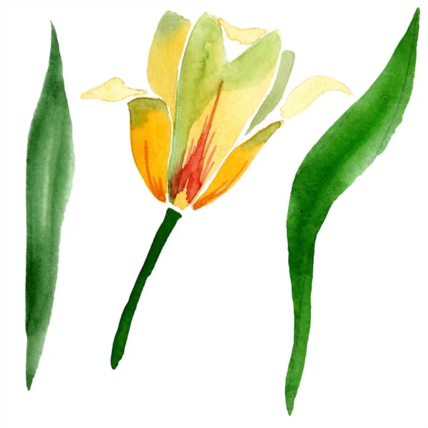 Beautiful yellow tulip with green leaves isolated on white. Watercolor background illustration. Isolated tulip flower illustration element. — Stock Photo