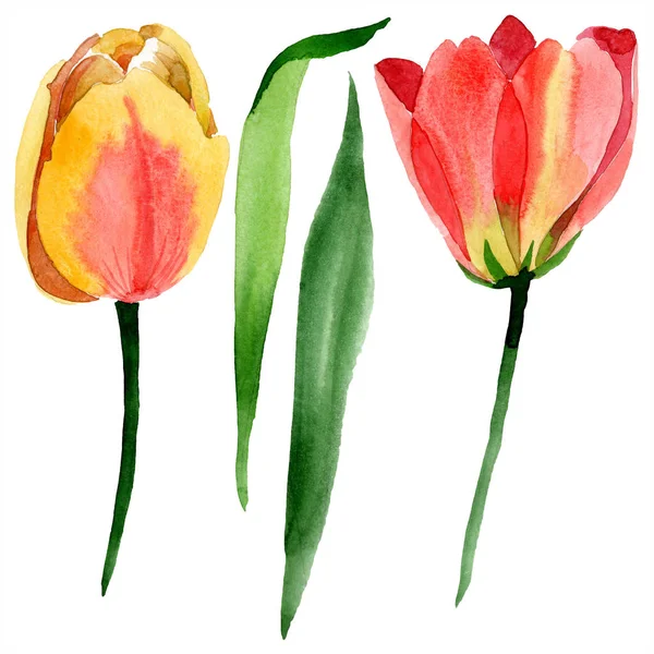 Beautiful yellow tulips with green leaves isolated on white. Watercolor background illustration. Isolated tulip flowers illustration element. — Stock Photo