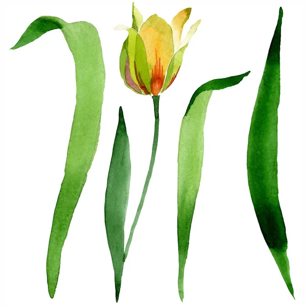 Hermoso tulipán amarillo con hojas verdes aisladas en blanco. Ilustración de fondo acuarela. Elemento de ilustración de flor de tulipán aislado . - foto de stock