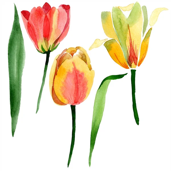 Beautiful yellow tulips with green leaves isolated on white. Watercolor background illustration. Isolated tulip flowers illustration element. — Stock Photo