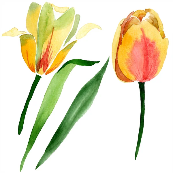 Hermosos tulipanes amarillos con hojas verdes aisladas en blanco. Ilustración de fondo acuarela. Elemento de ilustración de flores de tulipán aisladas . — Stock Photo