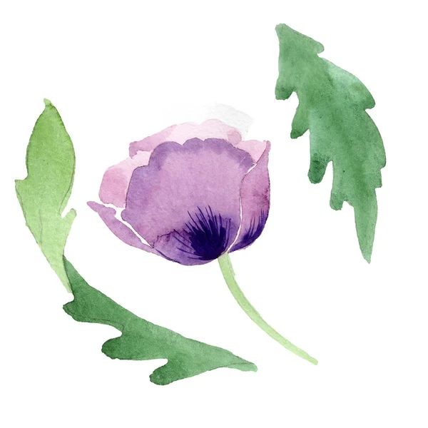 Beautiful burgundy poppy flower isolated on white. Watercolor background illustration. Watercolour drawing fashion aquarelle isolated poppy illustration element. — Stock Photo