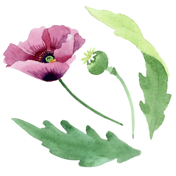 Beautiful burgundy poppy flower isolated on white. Watercolor background illustration. Watercolour drawing fashion aquarelle isolated poppy illustration element. — Stock Photo