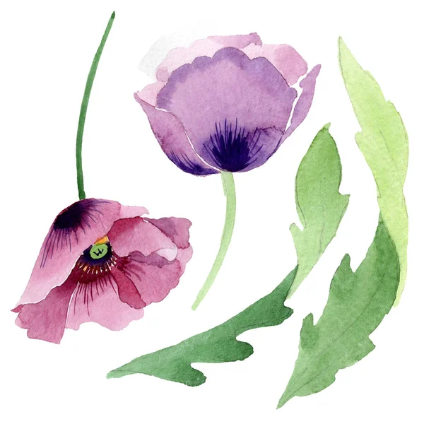 Beautiful burgundy poppy flowers isolated on white. Watercolor background illustration. Watercolour drawing fashion aquarelle isolated poppies illustration element. — Stock Photo