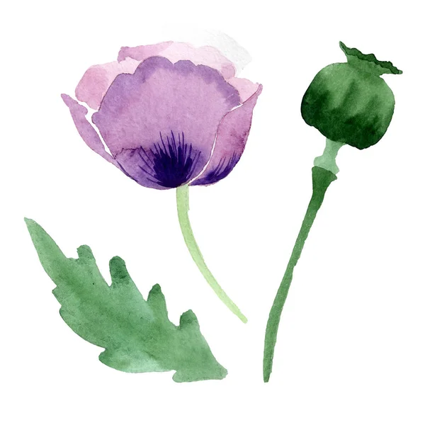 Beautiful burgundy poppy flower isolated on white. Watercolor background illustration. Watercolour drawing fashion aquarelle isolated poppy illustration element. — Stock Photo
