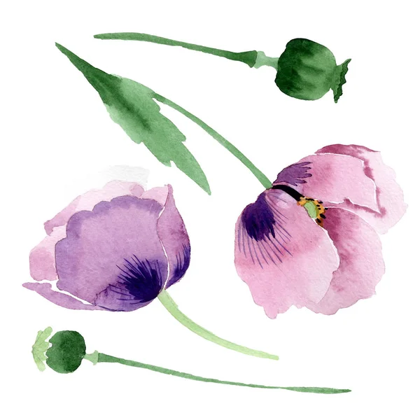 Schöne weinrote Mohnblüten isoliert auf weiß. Aquarell-Hintergrundillustration. Aquarell Zeichnung Mode Aquarell isoliert Mohn Illustration Element. — Stockfoto