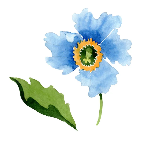 Beautiful blue poppy flower isolated on white. Watercolor background illustration. Watercolour drawing fashion aquarelle isolated poppy illustration element. — Stock Photo