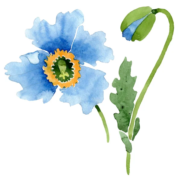 Beautiful blue poppy flower isolated on white. Watercolor background illustration. Watercolour drawing fashion aquarelle isolated poppy illustration element. — Stock Photo