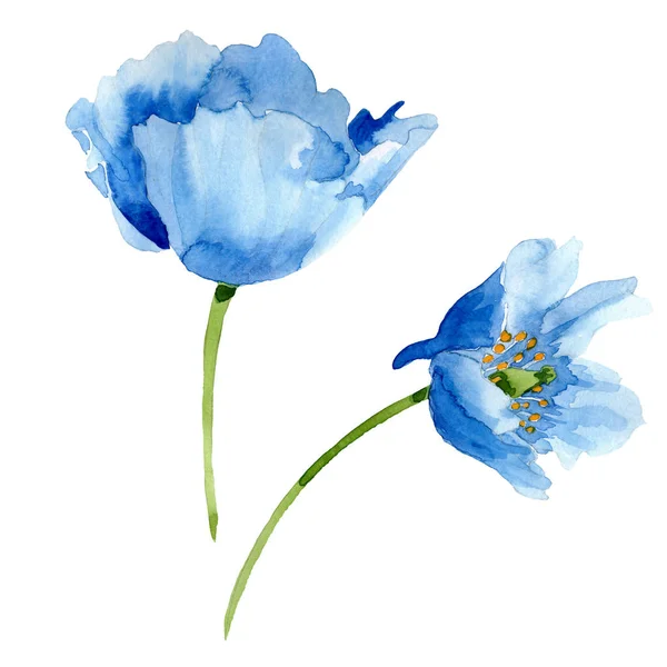 Beautiful blue poppy flowers isolated on white. Watercolor background illustration. Watercolour drawing fashion aquarelle isolated poppy flowers illustration element. — Stock Photo