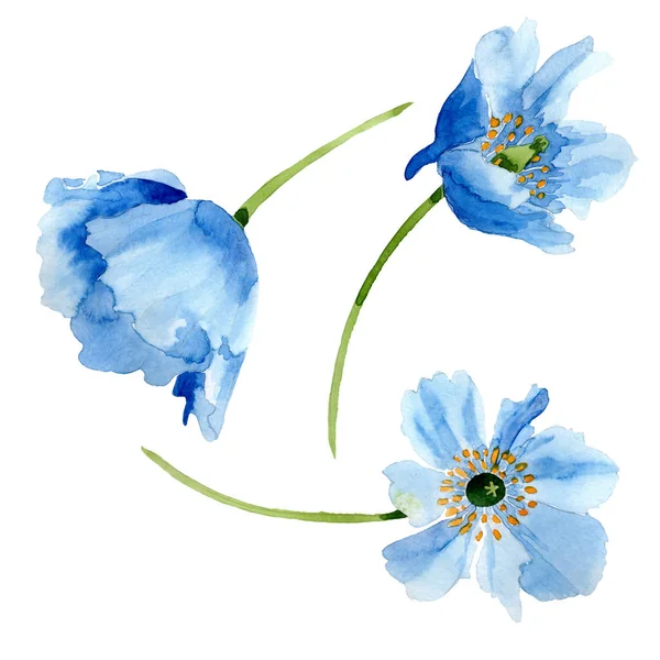 Beautiful blue poppy flowers isolated on white. Watercolor background illustration. Watercolour drawing fashion aquarelle isolated poppy flowers illustration element. — Stock Photo