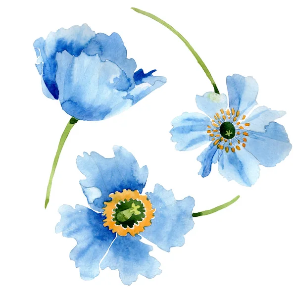 Lindas flores de papoula azul isoladas em branco. ilustração fundo aquarela. Aquarelle desenho moda aquarelle isolado papoila flores ilustração elemento . — Fotografia de Stock