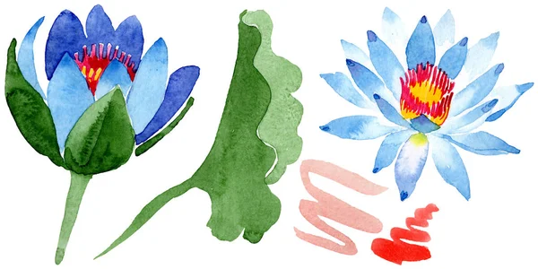 Bellissimi fiori di loto blu isolati su bianco. Illustrazione acquerello sfondo. Disegno ad acquerello moda aquarelle isolato fiore di loto elemento illustrazione . — Foto stock