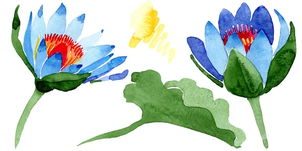 Schöne blaue Lotusblüten isoliert auf weiß. Aquarell-Hintergrundillustration. Aquarell Zeichnung Mode Aquarell isoliert Lotusblumen Illustration Element. — Stockfoto