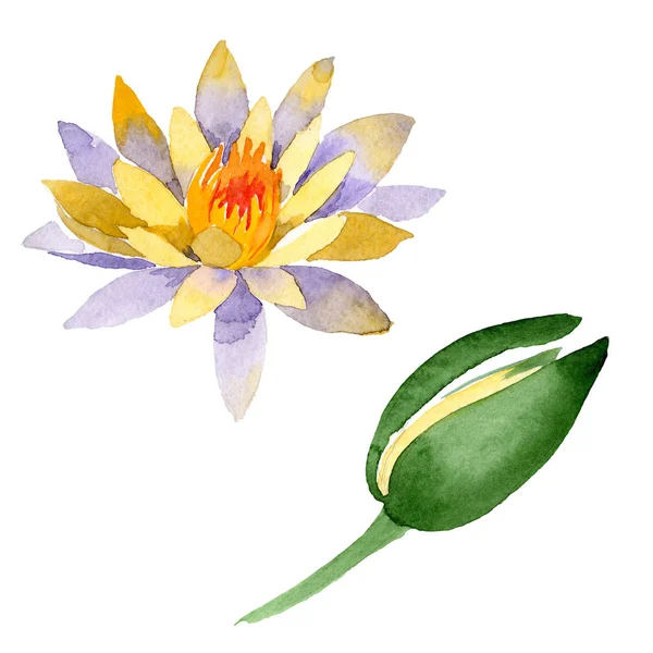 Yellow lotus flowers isolated on white. Watercolor background illustration. Watercolour drawing fashion aquarelle isolated lotus flowers illustration element — Stock Photo