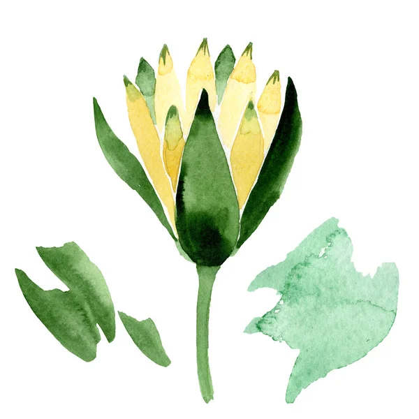 Yellow lotus flower isolated on white. Watercolor background illustration. Watercolour drawing fashion aquarelle isolated lotus illustration element — Stock Photo