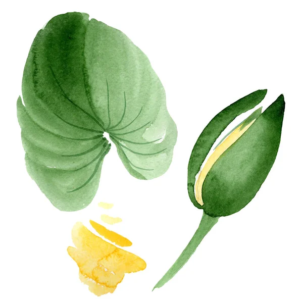 Yellow lotus flower isolated on white. Watercolor background illustration. Watercolour drawing fashion aquarelle isolated lotus illustration element — Stock Photo