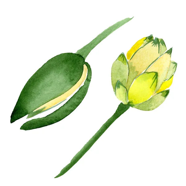 Fleurs de lotus jaune isolées sur blanc. Illustration de fond aquarelle. Aquarelle dessin mode isolée fleurs de lotus élément illustration — Photo de stock