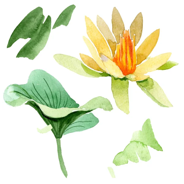 Yellow lotus flower isolated on white. Watercolor background illustration. Watercolour drawing fashion aquarelle isolated lotus illustration element — Stock Photo