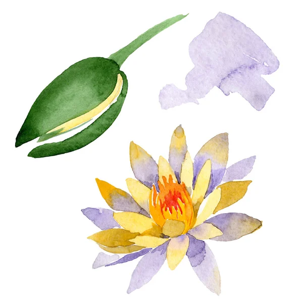 Yellow lotus flowers isolated on white. Watercolor background illustration. Watercolour drawing fashion aquarelle isolated lotus flowers illustration element — Stock Photo