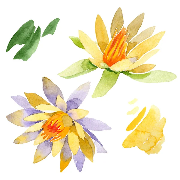 Yellow lotus flowers isolated on white. Watercolor background illustration. Watercolour drawing fashion aquarelle isolated lotus flowers illustration element — Stock Photo