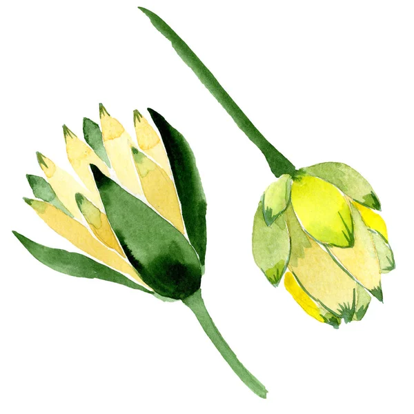 Flores de loto amarillas aisladas en blanco. Ilustración de fondo acuarela. Dibujo acuarela moda acuarela flores de loto aisladas elemento de ilustración - foto de stock