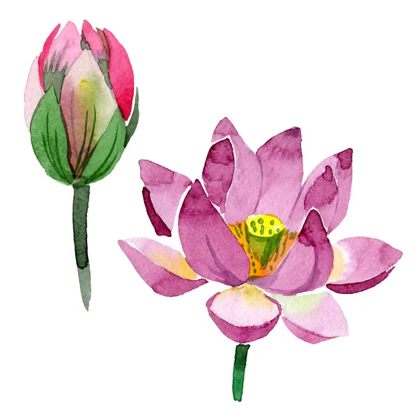 Bellissimi fiori di loto viola isolati su bianco. Illustrazione acquerello sfondo. Disegno ad acquerello moda aquarelle isolato fiore di loto elemento illustrazione — Foto stock