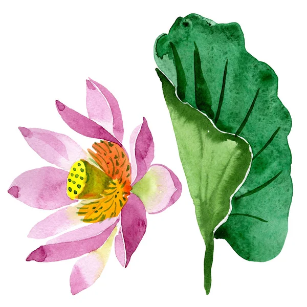 Beautiful purple lotus flower isolated on white. Watercolor background illustration. Watercolour drawing fashion aquarelle isolated lotus flower illustration element — Stock Photo