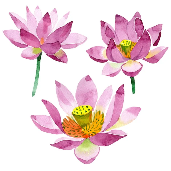 Hermosas flores de loto púrpura aisladas en blanco. Ilustración de fondo acuarela. Dibujo acuarela moda acuarela flores de loto aisladas elemento de ilustración - foto de stock