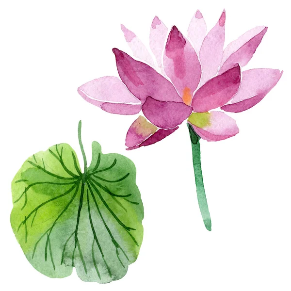 Bellissimo fiore di loto viola isolato su bianco. Illustrazione acquerello sfondo. Disegno ad acquerello moda aquarelle isolato fiore di loto elemento illustrazione — Foto stock